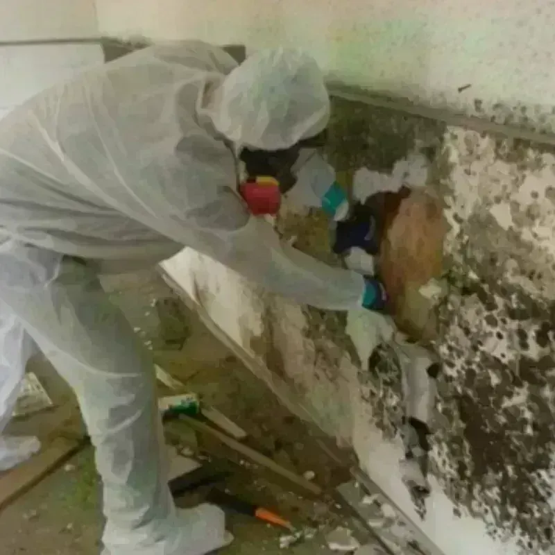 Mold Remediation and Removal in Conover, NC